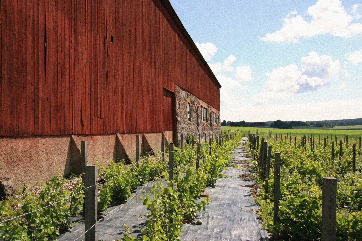 Blacksta vingård