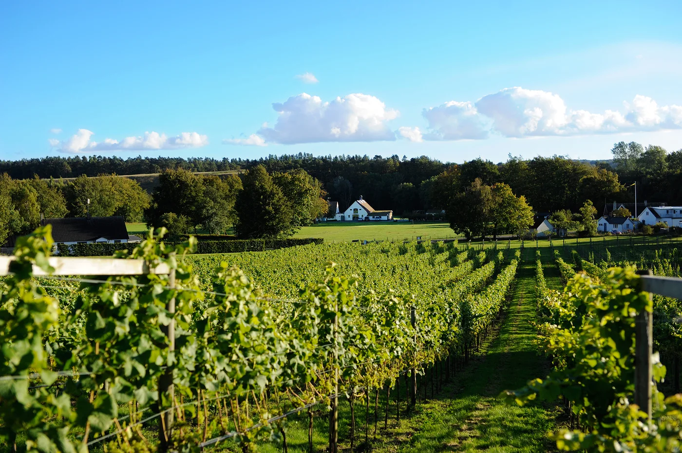 Skepparps Vingård